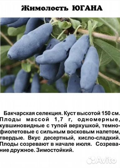 Жимолость лучших сортов бакчарской селекции зкс