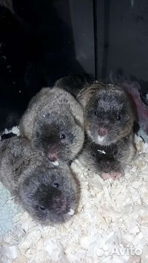 Слепушонка