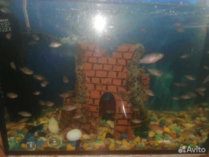 Рыба Хромис красавец мальки