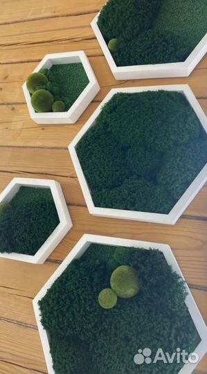 Мох для декорирования помещений опт и розница