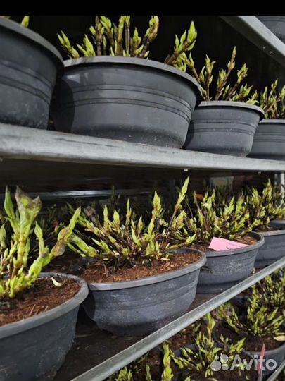 Гортензия таблетензия