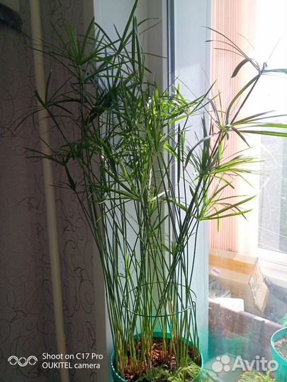 Домашние растения