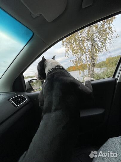 Вязка питбуль