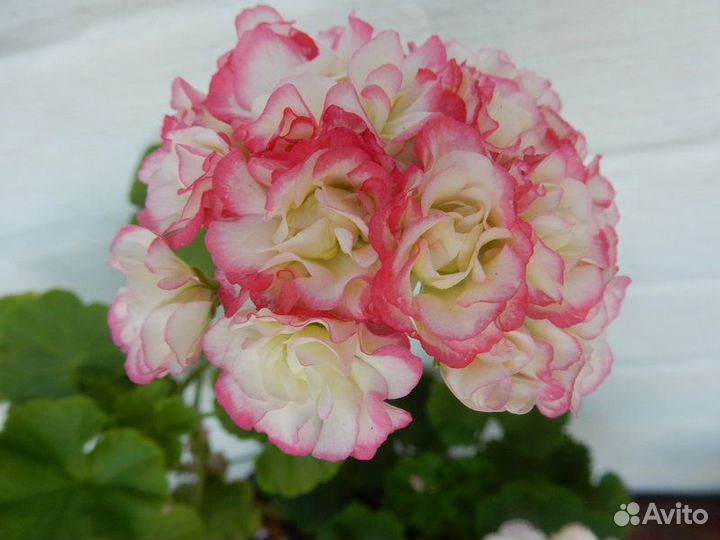 Герань сортовая