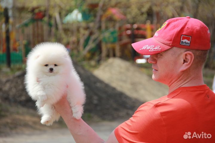 Щенки шпица. Иркутск