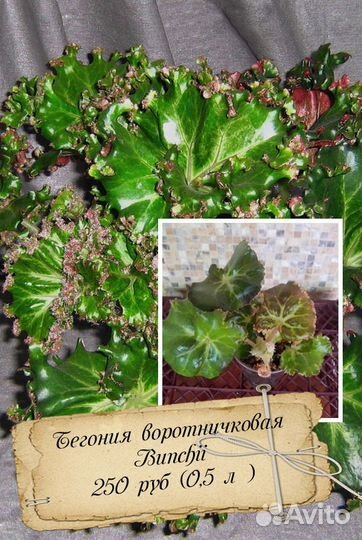 Растения домашние