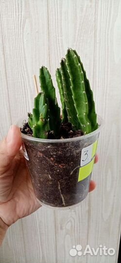 Стапелия суккулент