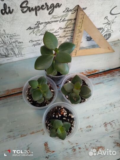 Денежное дерево