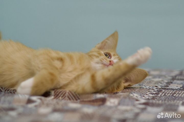 Солнечные малыши и их мама (кошка и котята)