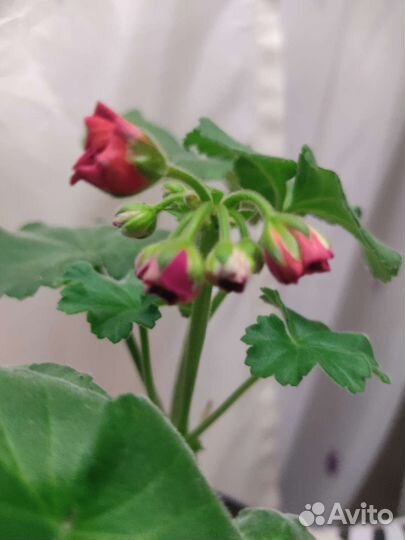 Пеларгония герань сортовая