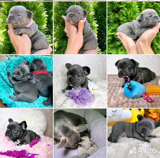 Французский бульдог мини