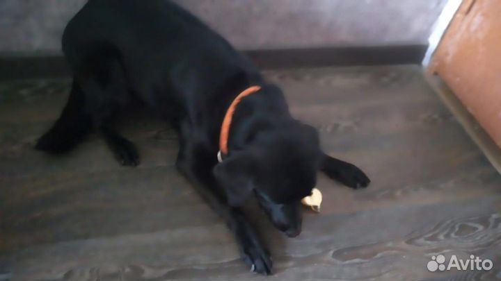 Отдам лабрадора