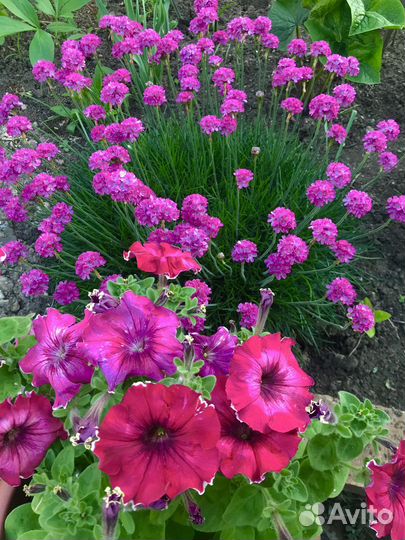 Садовые цветы