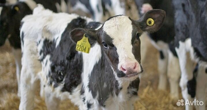 Бычки телята