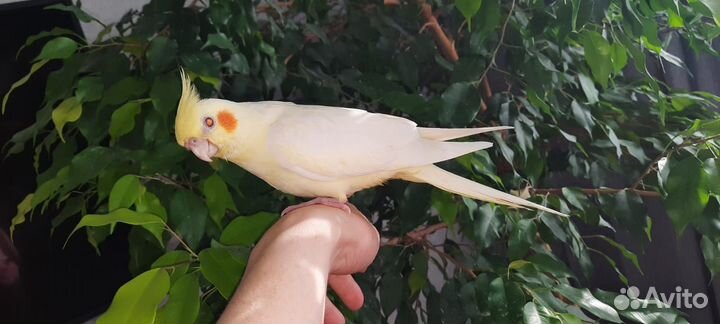 Ручные птенцы попугая корелла