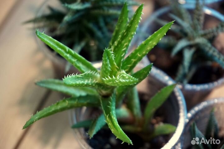 Коллеция алоэ