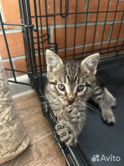 Малышарик котенок в добрые руки