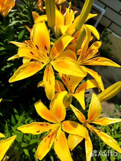 Многолетние цветы