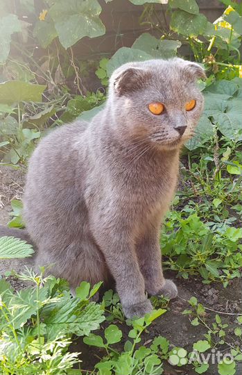 Шотландская вислоухая кошка