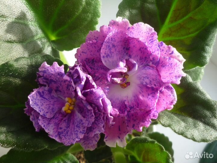 Фиалки, стрептокарпусы.ахименесы и др