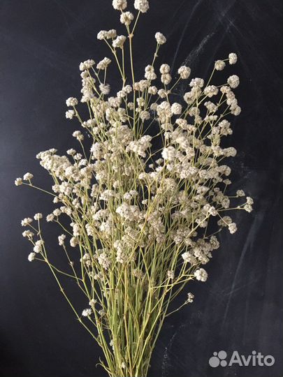 Дикая гипсофила сухоцвет