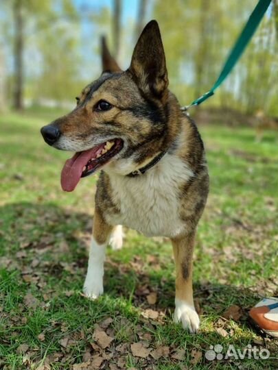 Собака Тома для дома