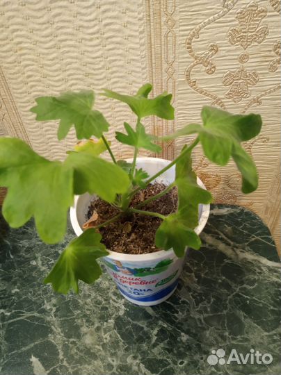 Пеларгония герань звездчатая