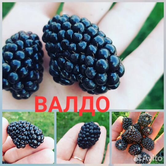 Ежевика саженцы