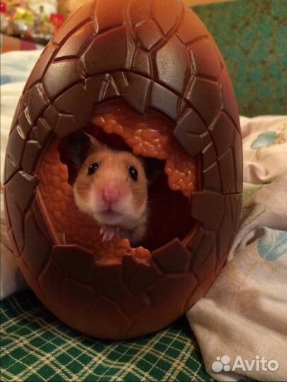 Передержка животных