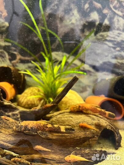 Сомики Анциструсы Черепаховые и Красные малыши