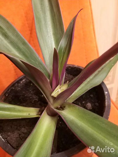 Традесканция рео