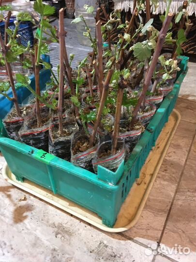 Саженцы винограда вегитирующего