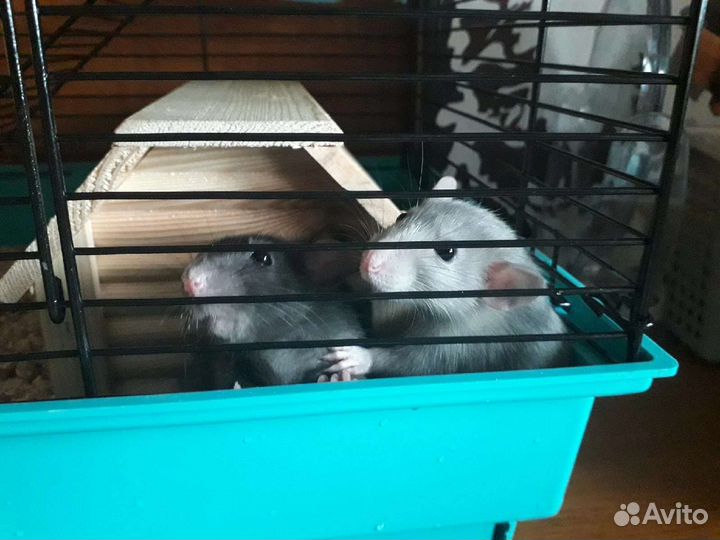 Передержка животных