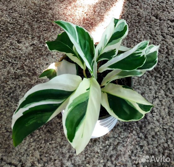 Калатея, строманта, кемпферия