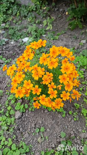 Бархатцы семена