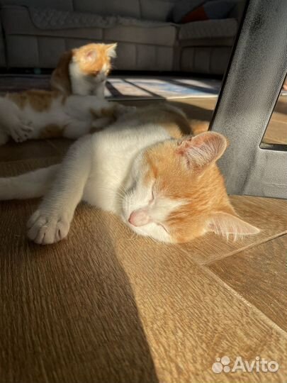 Котенок бесплатно