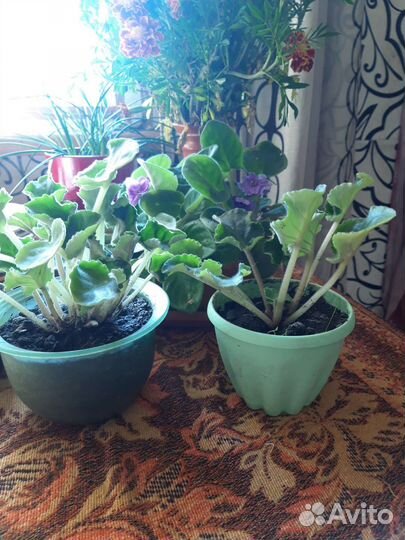 Комнатные цветы фиалки