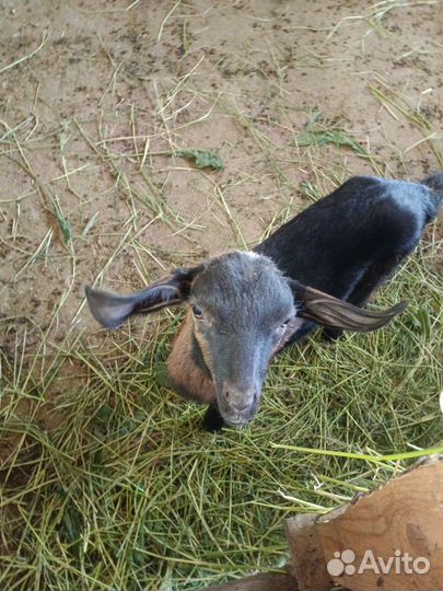 Нубийские козочки