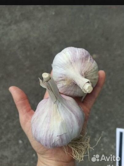 Чеснок Гигантский 