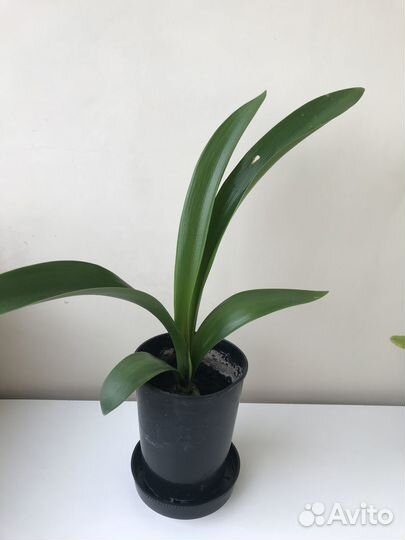 Гиппеаструм