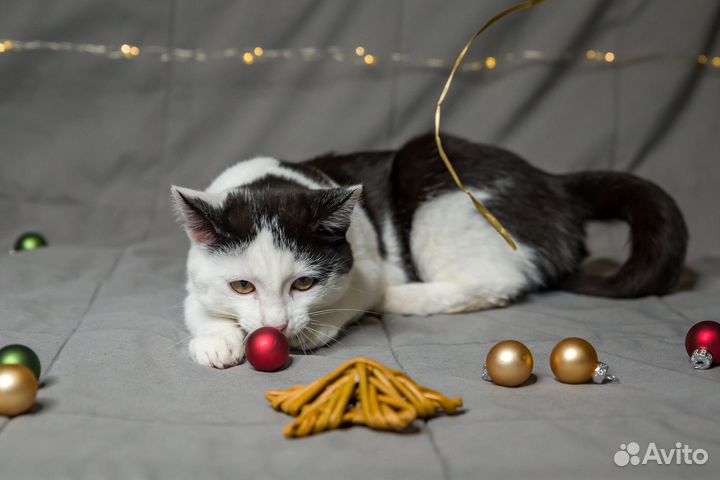 Ласковый и молодой котик