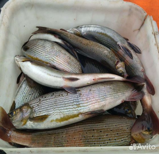 Мухи на хариуса