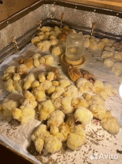 Цыплята бройлеры кооб 500 Чехия