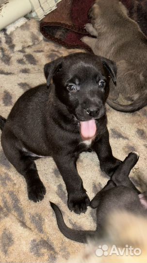 Продам малышей питбуля