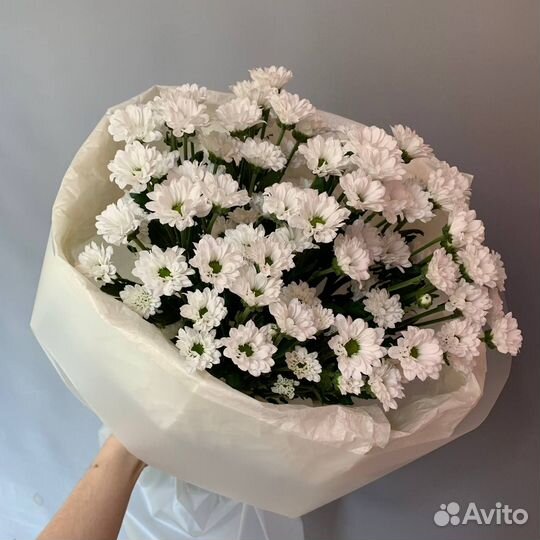 Хризантема Сантини