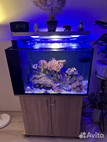 Аквариум морской
