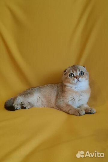 Шотландские котята