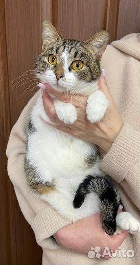 Кошечка Мила