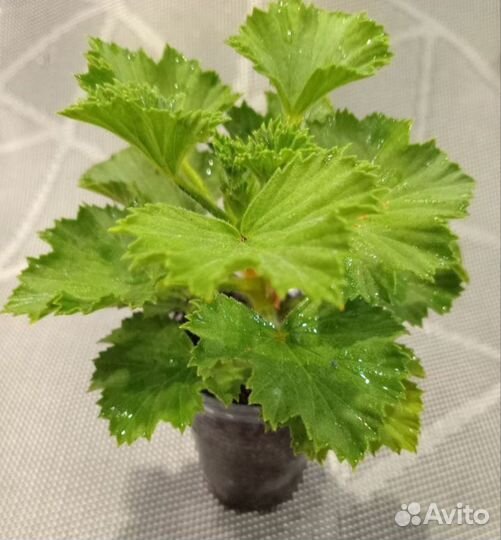 Пеларгония королевская