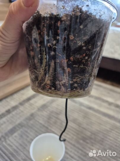 Алоказия стингрей